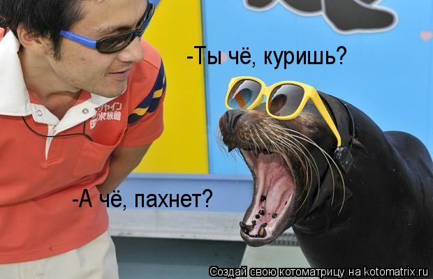 Котоматрица: -Ты чё, куришь? -А чё, пахнет?