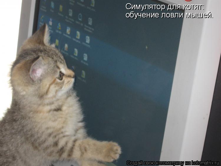Котоматрица: Симулятор для котят: обучение ловли мышей.
