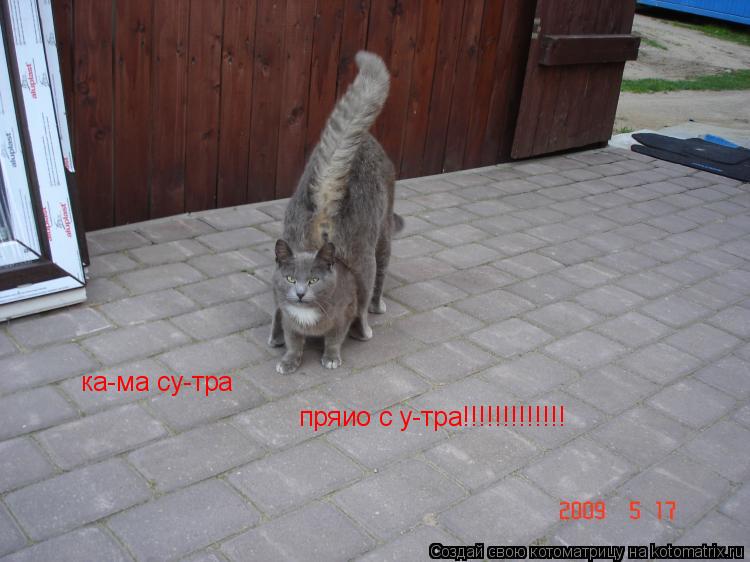 Котоматрица: ка-ма су-тра   пряио с у-тра!!!!!!!!!!!!!