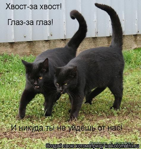 Котоматрица: Хвост-за хвост! Глаз-за глаз! И никуда ты не уйдёшь от нас!