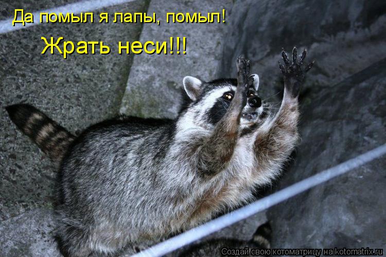 Да помыл я лапы, помыл! Жрать неси!!!... Котоматрица: Да помыл я лапы, помыл! Жрать неси!!!