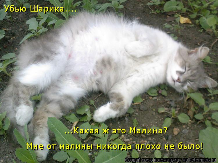 Убью Шарика.... ...Какая ж это Малина? Мне от малины никогда плохо не было!... Котоматрица: Убью Шарика.... ...Какая ж это Малина? Мне от малины никогда плохо не было!