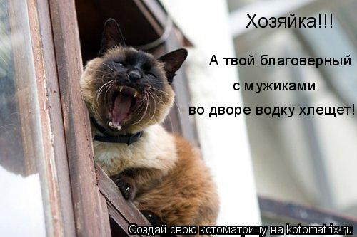 Котоматрица: Хозяйка!!! во дворе водку хлещет! с мужиками  А твой благоверный