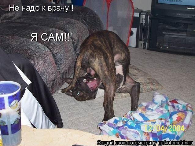 Не надо к врачу!! Я САМ!!!... Котоматрица: Не надо к врачу!! Я САМ!!!