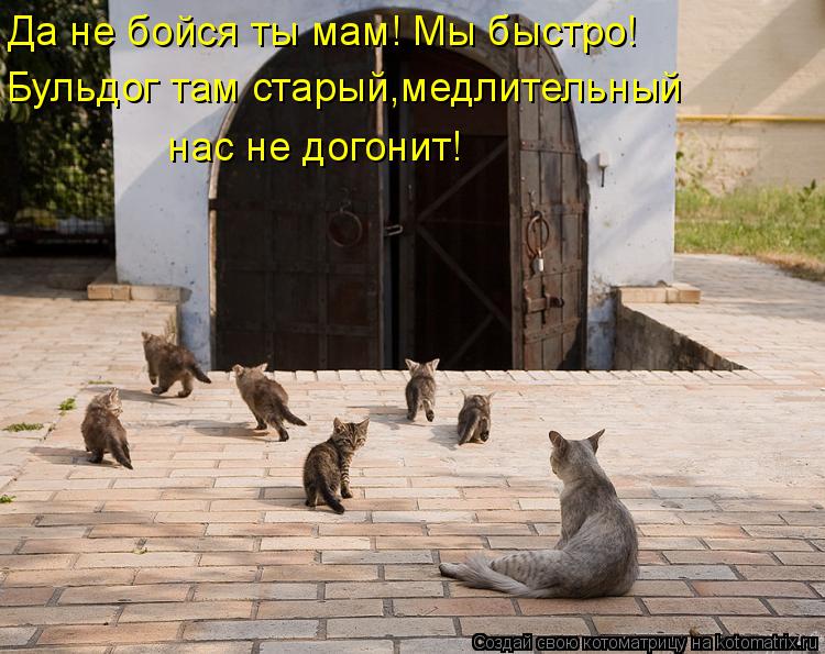 Котоматрица: Да не бойся ты мам! Мы быстро! Бульдог там старый,медлительный  нас не догонит!