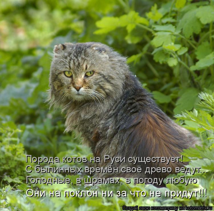 Порода котов на Руси существует! С былинных времён своё древо ведут... Голодные, в шрамах, в погоду л... Котоматрица: Порода котов на Руси существует! С былинных времён своё древо ведут... Голодные, в шрамах, в погоду любую Они на поклон ни за что не придут!!!