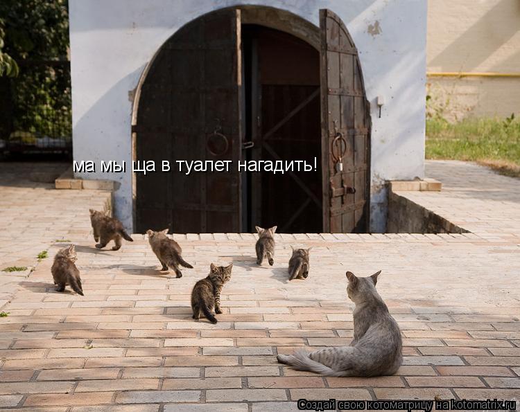 Котоматрица: ма мы ща в туалет нагадить!