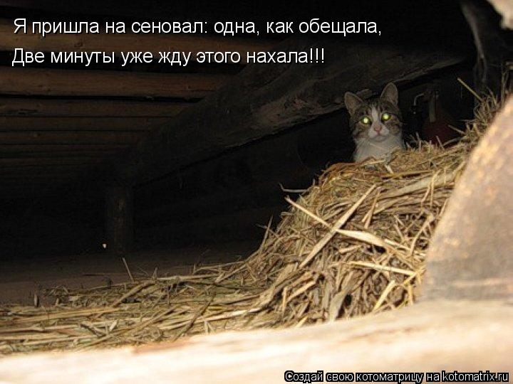 Я пришла на сеновал: одна, как обещала, Две минуты уже жду этого нахала!!!... Котоматрица: Я пришла на сеновал: одна, как обещала, Две минуты уже жду этого нахала!!!