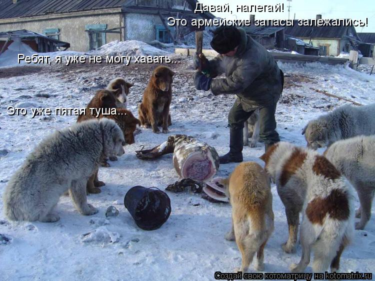 Это уже пятая туша... Ребят, я уже не могу хавать... Давай, налегай! Это армейские запасы залежались!... Котоматрица: Это уже пятая туша... Ребят, я уже не могу хавать... Давай, налегай! Это армейские запасы залежались!