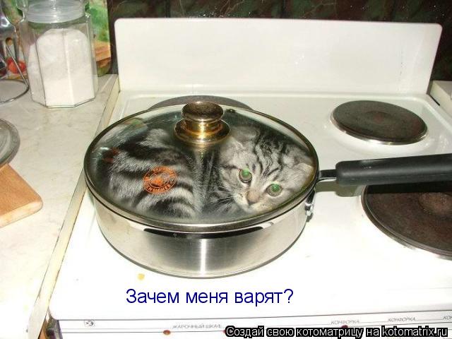 Котоматрица: Зачем меня варят?