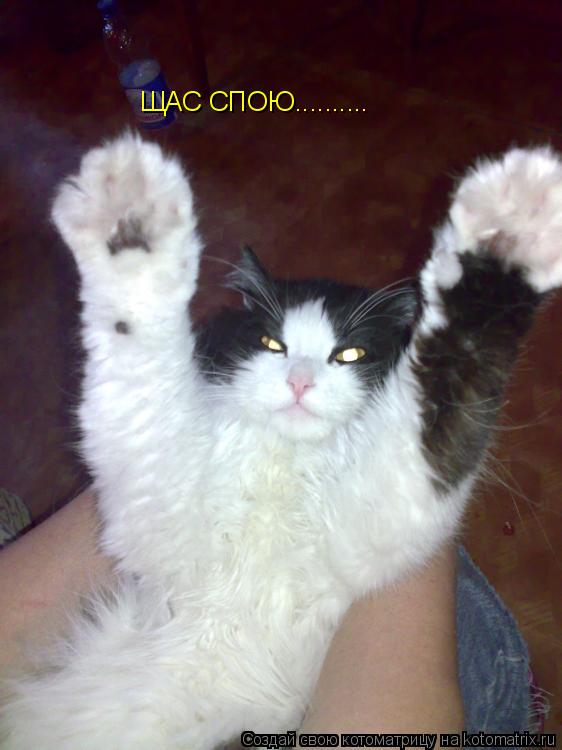 Котоматрица: ЩАС СПОЮ..........