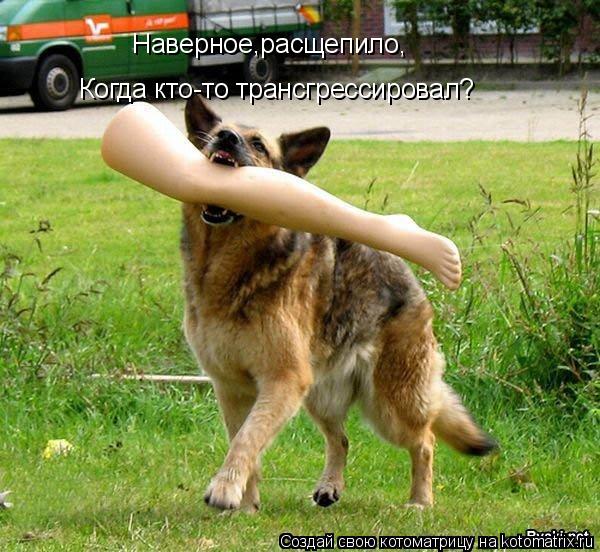 Котоматрица: Наверное,расщепило, Когда кто-то трансгрессировал?