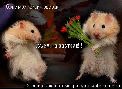 Котоматрица: боже мой какой подарок ... ..съем на завтрак!!!
