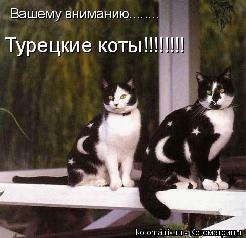 Котоматрица: Вашему вниманию........ Вашему вниманию........ Турецкие коты!!!!!!!!