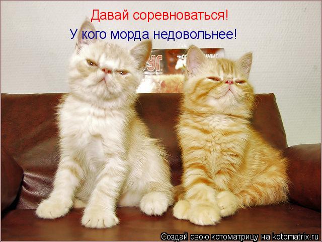 Давай соревноваться! У кого морда недовольнее!... Котоматрица: Давай соревноваться! У кого морда недовольнее!