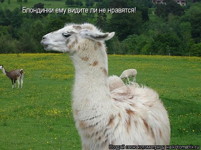 Котоматрица: Блондинки ему видите ли не нравятся!
