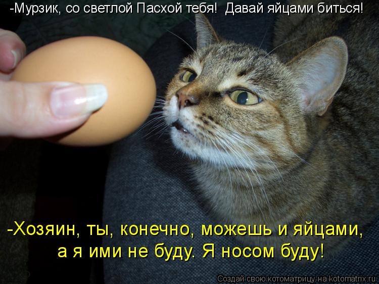 Котоматрица: -Мурзик, со светлой Пасхой тебя!  Давай яйцами биться! а я ими не буду. Я носом буду! -Хозяин, ты, конечно, можешь и яйцами,