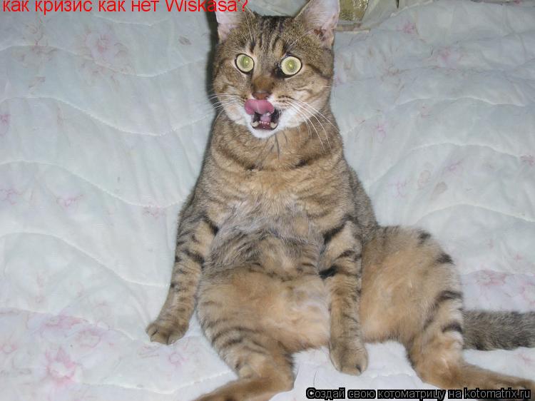 Котоматрица: как кризис как нет Wiskasa?