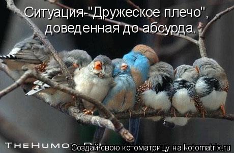 Котоматрица: доведенная до абсурда. Ситуация-"Дружеское плечо",