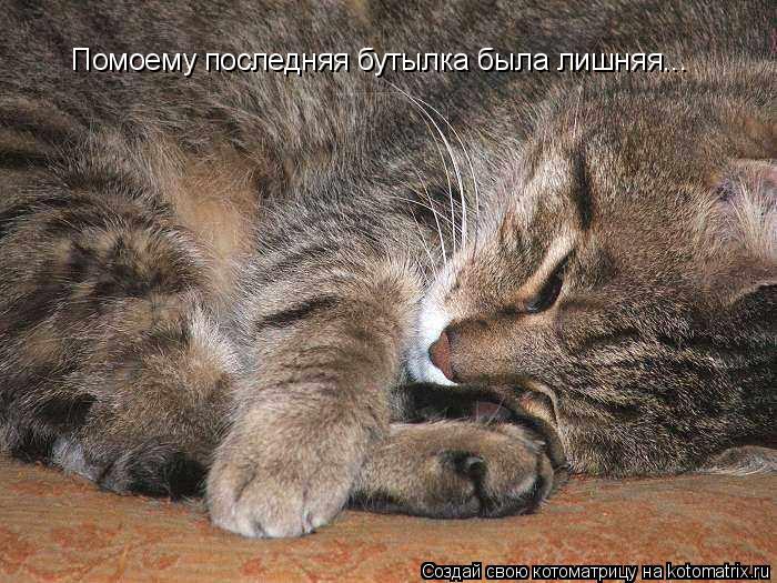Котоматрица: Помоему последняя бутылка была лишняя...