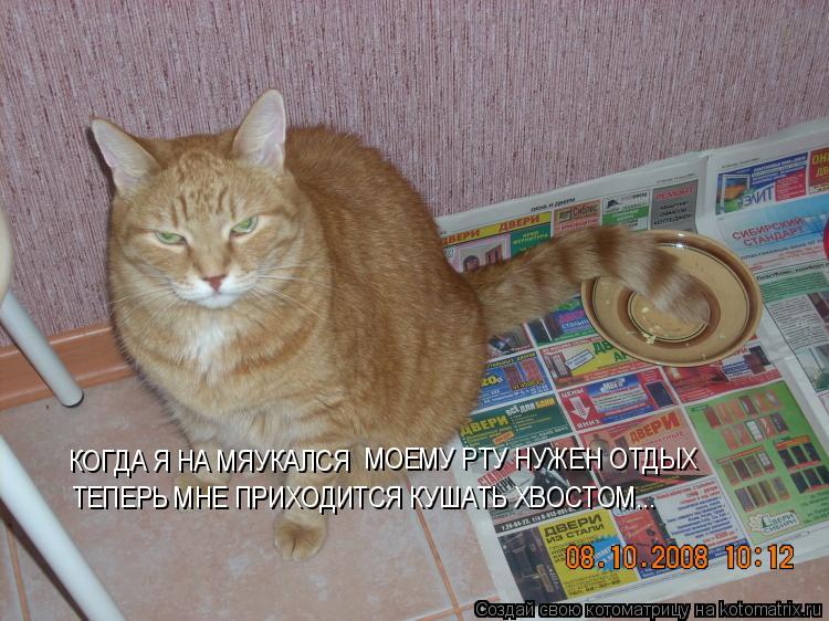 Котоматрица: КОГДА Я НА МЯУКАЛСЯ МОЕМУ РТУ НУЖЕН ОТДЫХ  ТЕПЕРЬ МНЕ ПРИХОДИТСЯ КУШАТЬ ХВОСТОМ...