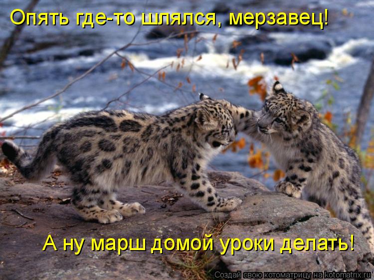 Котоматрица: Опять где-то шлялся, мерзавец! А ну марш домой уроки делать!
