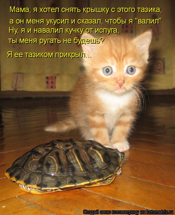 Мама, я хотел снять крышку с этого тазика, а он меня укусил и сказал, чтобы я "валил" Ну, я и навали... Котоматрица: Мама, я хотел снять крышку с этого тазика, а он меня укусил и сказал, чтобы я "валил" Ну, я и навалил кучку от испуга, ты меня ругать не будешь?