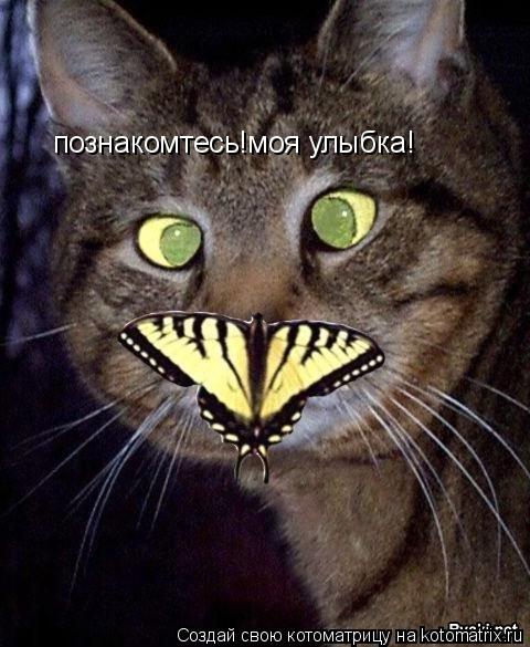 Котоматрица: познакомтесь!моя улыбка!