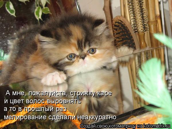Котоматрица: А мне, пожалуйста, стрижку каре  и цвет волос выровнять а то в прошлый раз  мелирование сделали неаккуратно