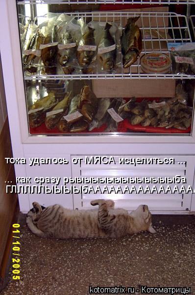 Котоматрица: тока удалось от МЯСА исцелиться ... ... как сразу рыыыыыыыыыыыыыыба  ГЛЛЛЛЛЫЫЫЫбАААААААААААААААААААА