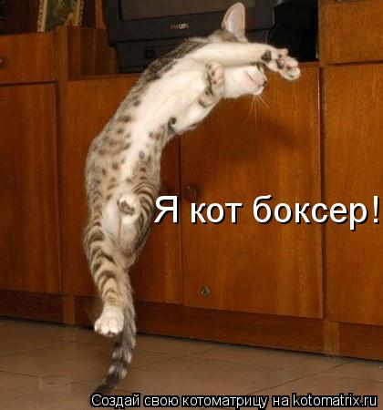 Я кот боксер!... Котоматрица: Я кот боксер!