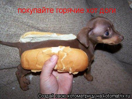 Котоматрица: покупайте горячие хот доги