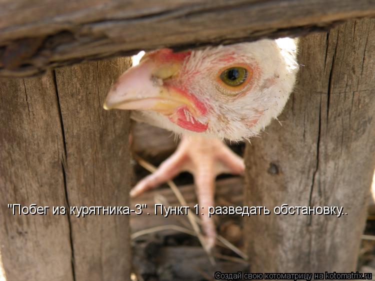 "Побег из курятника-3". Пункт 1: разведать обстановку..... Котоматрица: "Побег из курятника-3". Пункт 1: разведать обстановку..