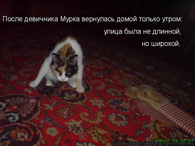 Котоматрица: После девичника Мурка вернулась домой только утром: улица была не длинной, но широкой.