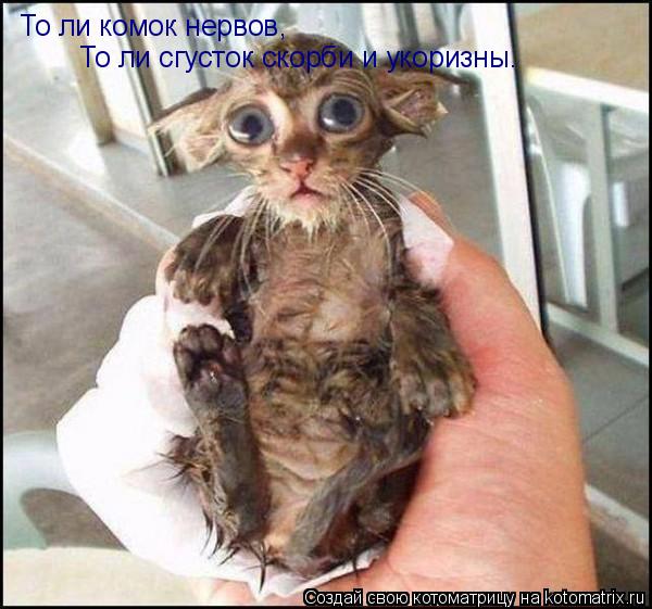 Котоматрица: То ли комок нервов,  То ли сгусток скорби и укоризны.
