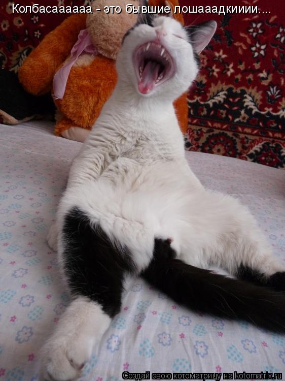 Котоматрица: Колбасаааааа - это бывшие лошааадкииии....
