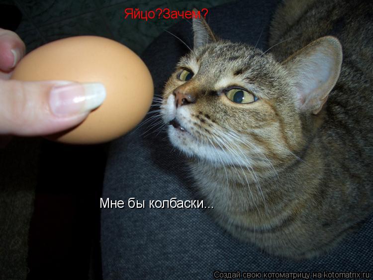 Котоматрица: Яйцо?Зачем? Мне бы колбаски...