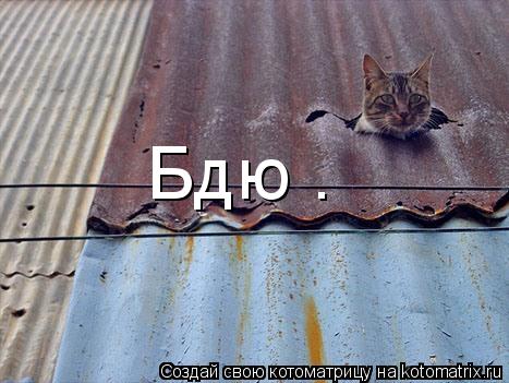 Бдю .... Котоматрица: Бдю .