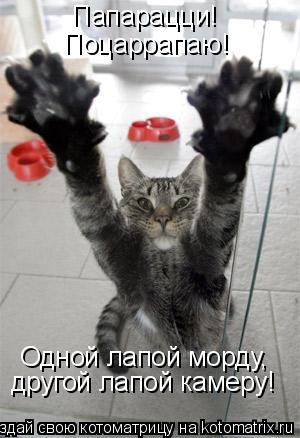 Папарацци! Поцаррапаю! Одной лапой морду, другой лапой камеру!... Котоматрица: Папарацци! Поцаррапаю! Одной лапой морду, другой лапой камеру!