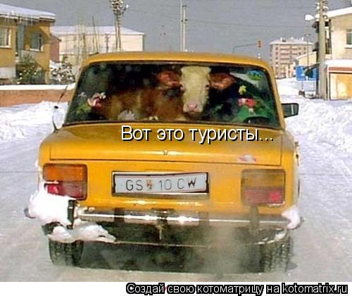 Котоматрица: Вот это туристы...