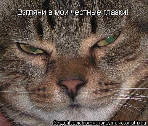 Котоматрица: Взгляни в мои честные глазки!
