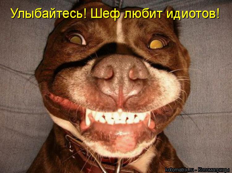 Котоматрица: Улыбайтесь! Шеф любит идиотов!
