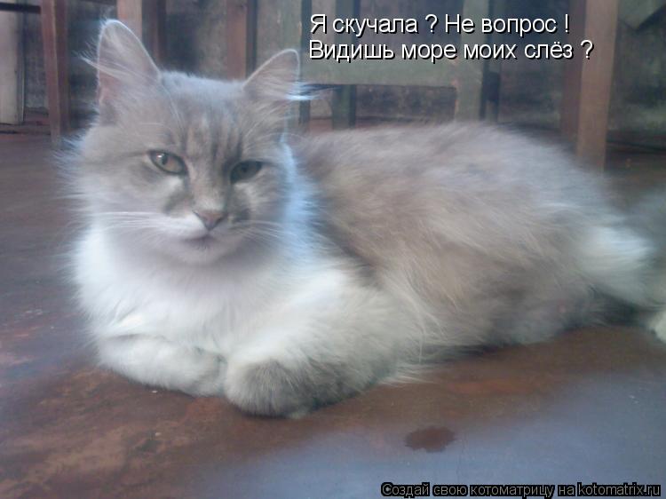 Котоматрица: Я скучала ? Не вопрос ! Видишь море моих слёз ?