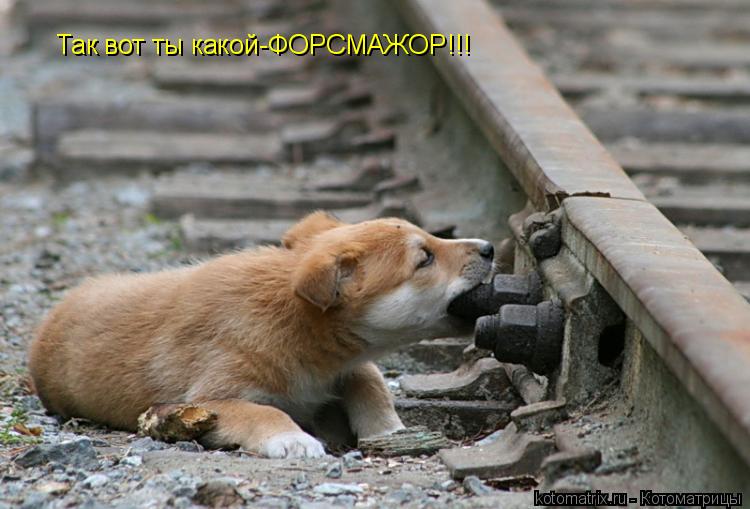 Котоматрица: Так вот ты какой-ФОРСМАЖОР!!!