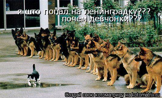 Котоматрица: я што попал на ленинградку??? почем девчонки???