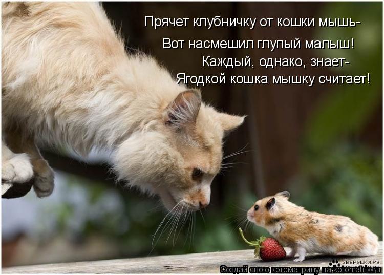 Котоматрица: Прячет клубничку от кошки мышь- Вот насмешил глупый малыш! Каждый, однако, знает- Ягодкой кошка мышку считает!