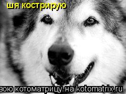 Котоматрица: шя кострирую
