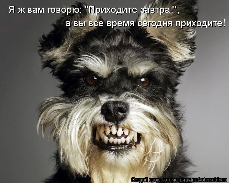 Котоматрица: Я ж вам говорю: "Приходите завтра!",  а вы все время сегодня приходите!