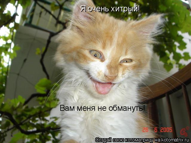 Я очень хитрый! Вам меня не обмануть!... Котоматрица: Я очень хитрый! Вам меня не обмануть!