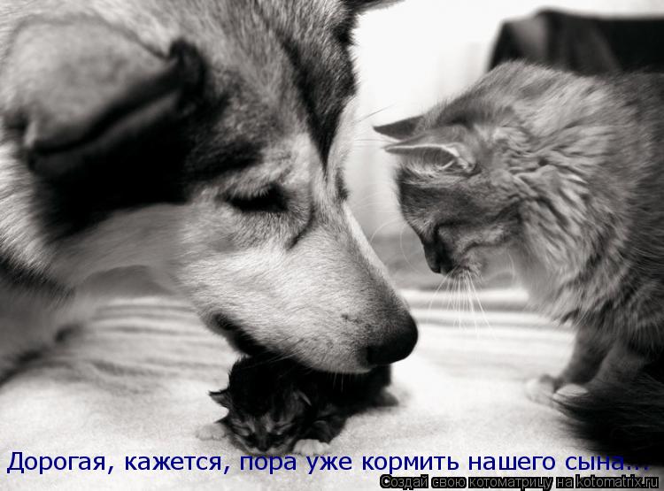 Котоматрица: Дорогая, кажется, пора уже кормить нашего сына...